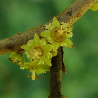 Bridelia retusa (L.) A.Juss.